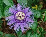 Flor de Maracujá
