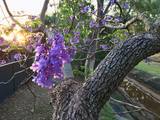 Jacarandá