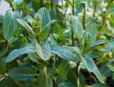 Menta