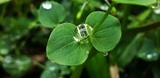 Gotas de Orvalho