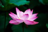 Flor de Lótus