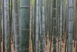 Bambu