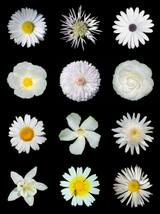 Flor Branca